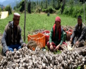 Himachal Pradesh : Kullu district ranks second in garlic production after Sirmaur in the state.