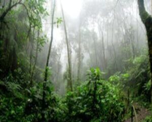 Monsoon arrived more than a week late, first rains in Kerala yesterday