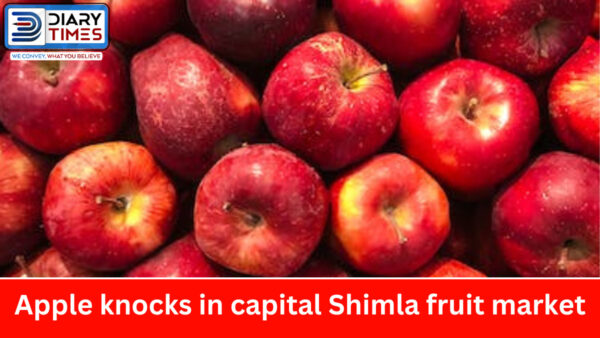 Apple knocks in capital Shimla fruit market