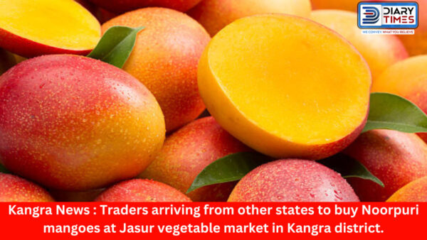 Kangra News : Traders arriving from other states to buy Noorpuri mangoes at Jasur vegetable market in Kangra district these days.