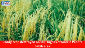 Sirmour News : Paddy crop destroyed on 500 bighas of land in Paonta Sahib area