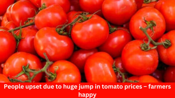 People upset due to huge jump in tomato prices – farmers happy