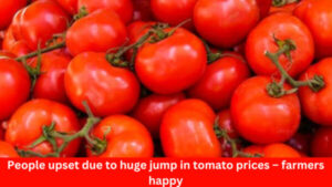 People upset due to huge jump in tomato prices – farmers happy