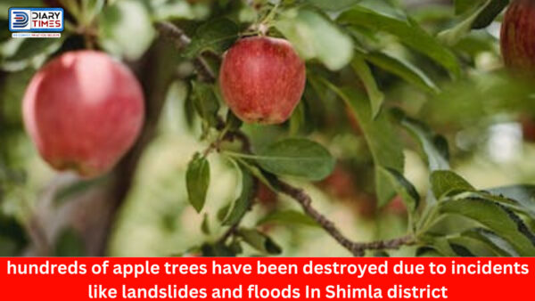 Shimla News : hundreds of apple trees have been destroyed due to incidents like landslides and floods In Shimla district