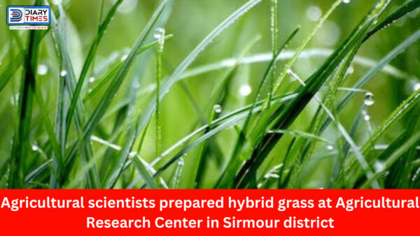 Sirmour News : Agricultural scientists prepared hybrid grass at Agricultural Research Center in Sirmour district