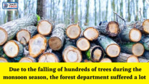 Himachal News : Due to the falling of hundreds of trees during the monsoon season, the forest department suffered a lot