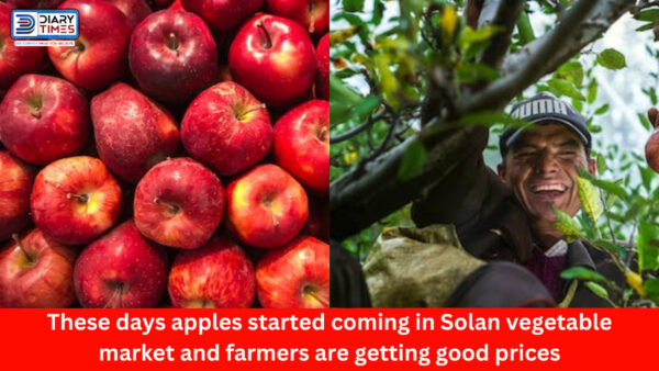 Solan News : These days apples started coming in Solan vegetable market and farmers are getting good prices
