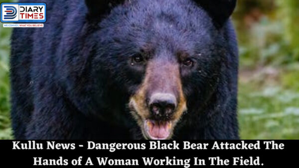 Kullu News - Dangerous Black Bear Attacked The Hands of A Woman Working In The Field.