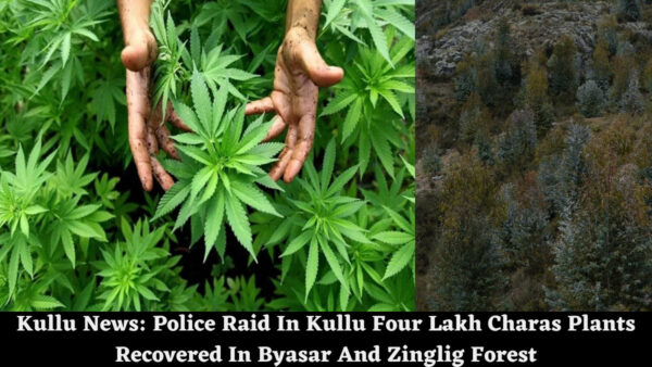 Kullu News: Police Raid In Kullu Four Lakh Charas Plants Recovered In Byasar And Zinglig Forest