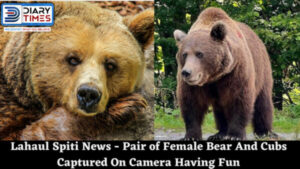 Lahaul Spiti News - Pair of Female Bear And Cubs Captured On Camera Having Fun