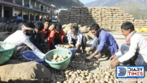 Lahaul Potato: Himachal Government Will Purchase Seven Thousand Bags Of Lahaul Potato Seed