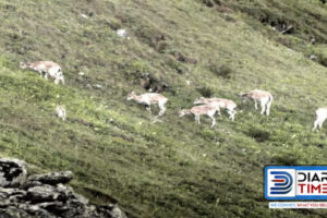 Shimla News: Blue Sheep And Golden Pheasant Arrived In Kufri Nature Park, Good News For Wildlife Lovers.