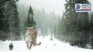 Snow Leopard - Photo: Diary Times