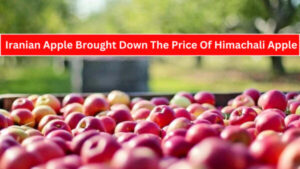 Himachali Apple - Photo: Diary Times