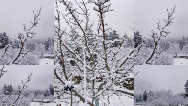 Sangla: Snowfall has started once again in Sangla valley of Kinnaur, snowfall in the valley since morning.