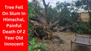 Tree Fell On Slum In Himachal, Painful Death Of 2 Year Old Innocent
