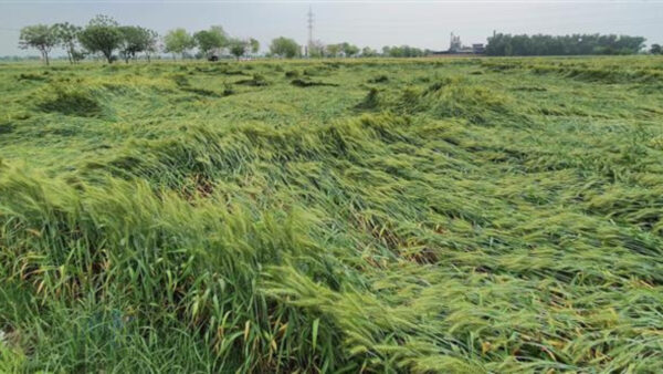 Wheat crop damaged - Photo: Diary Times