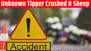 Unknown Tipper Crushed 8 Sheep