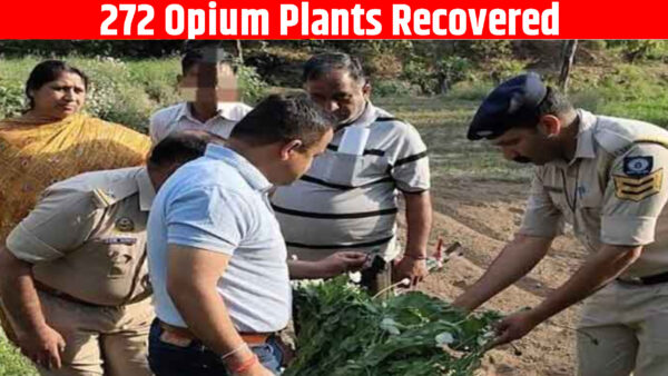 272 Opium Plants Recovered From Field in Jabal Ka Bagh