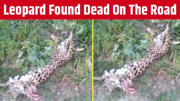 Leopard Found Dead On The Road