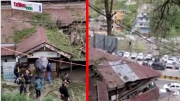 100-year-old cedar tree fell in Bhootnath Chowk, Manali