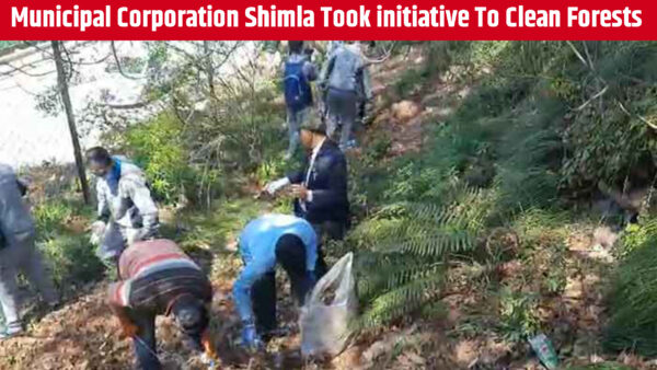 Mayor and Deputy Mayor of Shimla Municipal Corporation cleaning forests with students