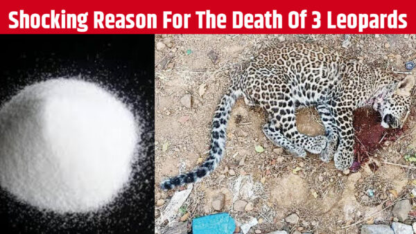 Shocking Reason For The Death Of 3 Leopards