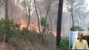 Fire in forests