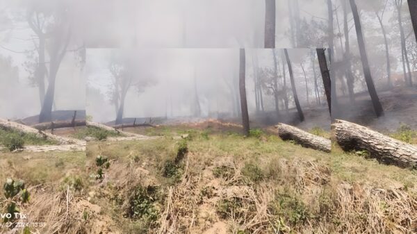 Pine forest fire in Bhalwani