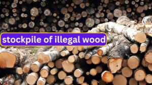 stockpile of illegal wood