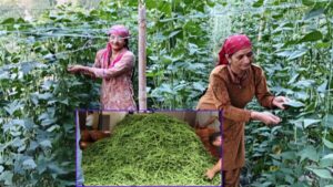 Women plucking French beans