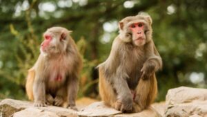 Himachal News: Monkey took away a four month old child from the mother's lap, threw the child on a heap of gravel, admitted in hospital
