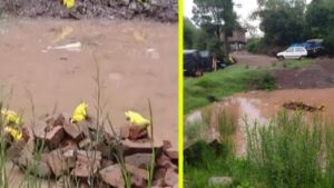 Flock of yellow frogs seen after heavy rain