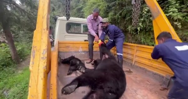 Mother's love lost in front of human negligence, female bear dies with her cub