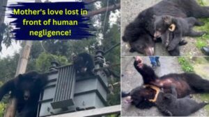 Mother's love lost in front of human negligence, female bear dies with her cub