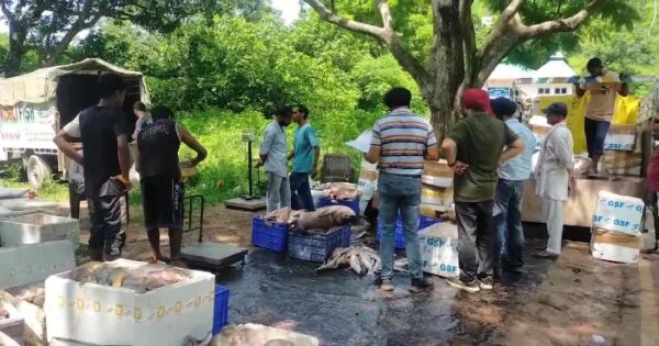 Ban on fishing lifted in Himachal, Subhash catches 33.5 kg fish…