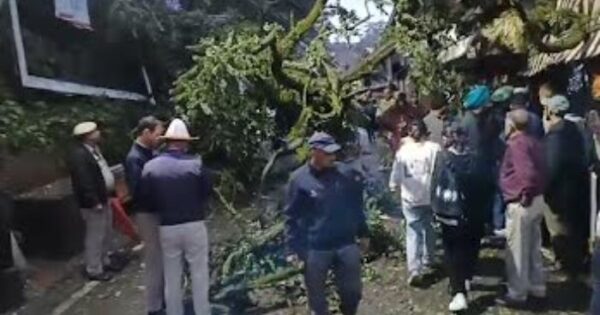 Incidents of tree falling due to heavy rain in Shimla, damage to vehicles