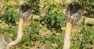 Snake man Mathur Dhiman rescued a 6 feet long cobra snake in Sujanpur