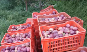 Adani Agri Fresh hikes apple procurement price by ₹5 per kg in Himachal Pradesh