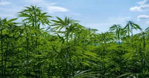 Cannabis cultivation will be legal in Himachal, government resolution passed unanimously in the assembly