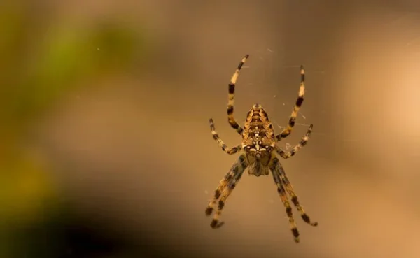 British man develops flesh-eating disease after deadly spider bite