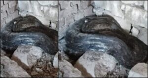 Forest department barely managed to control 12 feet long Indian rock python, video went viral