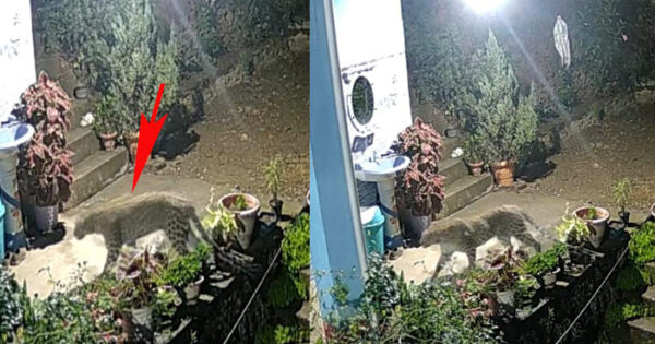 Terror of leopard in Mandi city, captured in CCTV roaming fearlessly in the courtyard of the house