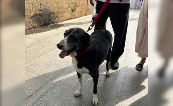 'Goa' - Ratan Tata's dog came to pay his last respects