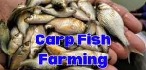 Significant increase in carp fish farming in Himachal Pradesh: Chief Minister