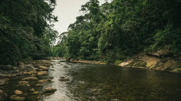 Biden Visits Amazon, The Jungle That Nearly Killed Teddy Roosevelt