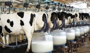 milk-production