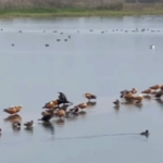 Sirmaur: Asan Barrage is full of foreign ‘birds’ – Migratory water birds arrived from China, Siberia, Kazakhstan