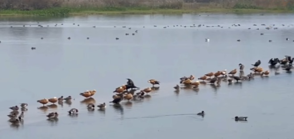 Asan Barrage is full of foreign 'birds' - Migratory water birds arrived from China, Siberia, Kazakhstan