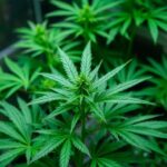 Himachal Government Greenlights Pilot Study on Controlled Cannabis Cultivation